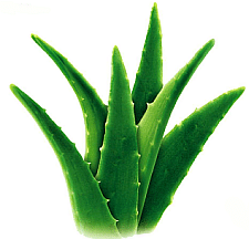 aloevera-plant