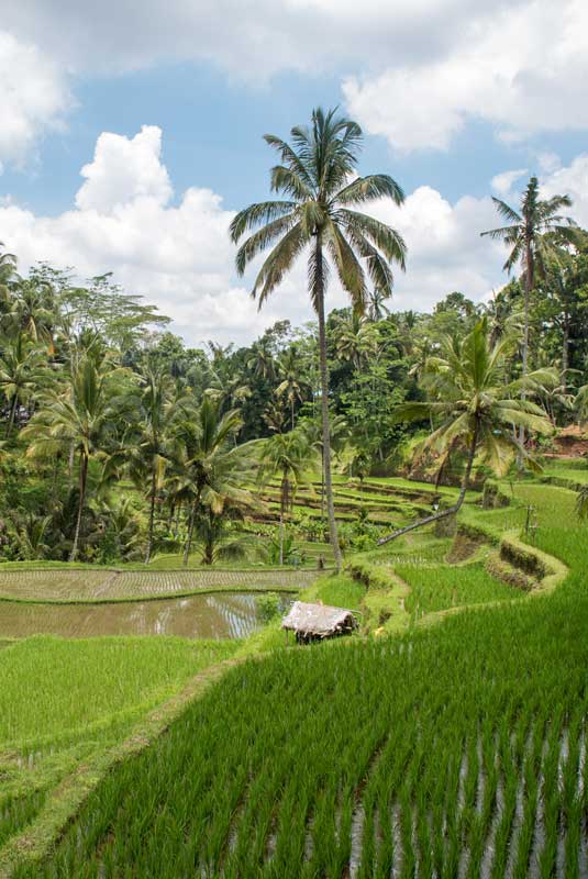 Rice terraces of Tegallalang